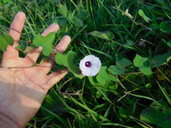 Ipomoea grandifolia