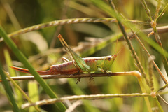 Conocephalus doryphorus