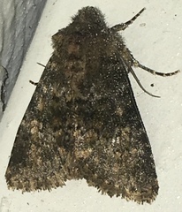 Pseudobryomima fallax