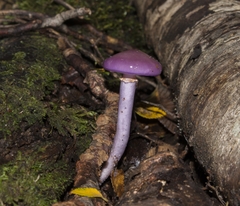 Cortinarius magellanicus
