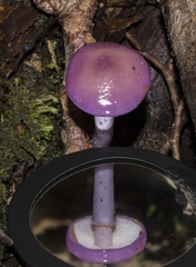 Cortinarius magellanicus