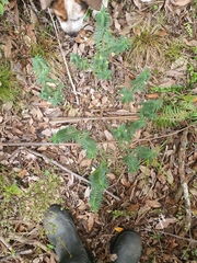 Pimelea tomentosa
