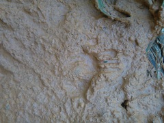 Nasua olivacea