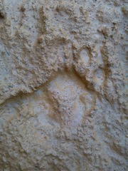 Nasua olivacea