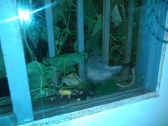 Didelphis pernigra