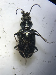 Bembidion cheyennense