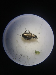 Bembidion cheyennense
