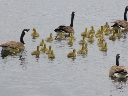 Canada Goose, photo 8 of 10