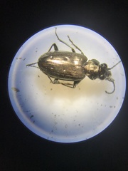 Bembidion cheyennense
