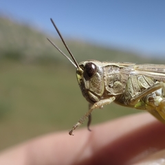 Chorthippus apicalis