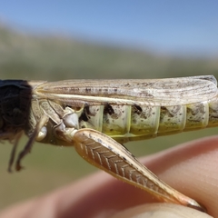 Chorthippus apicalis