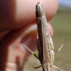 Chorthippus apicalis