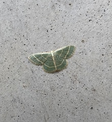 Chlorochlamys phyllinaria