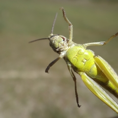 Chorthippus apicalis