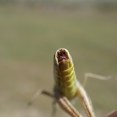 Chorthippus apicalis