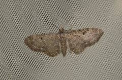 Eupithecia vulgata