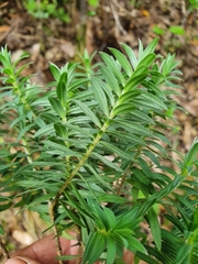 Pimelea tomentosa