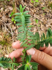 Pimelea tomentosa