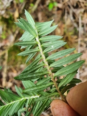 Pimelea tomentosa
