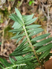 Pimelea tomentosa