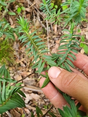 Pimelea tomentosa