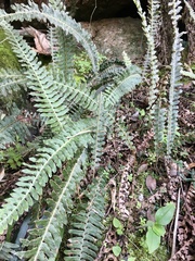 Pleopeltis lepidopteris