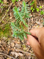 Pimelea tomentosa