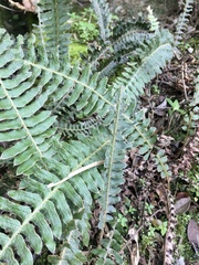 Pleopeltis lepidopteris