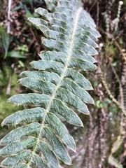 Pleopeltis lepidopteris