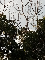 Psarocolius montezuma