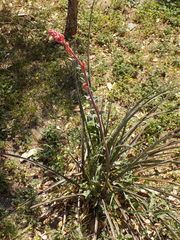 Hesperaloe parviflora
