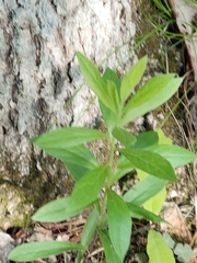 Hybanthus concolor