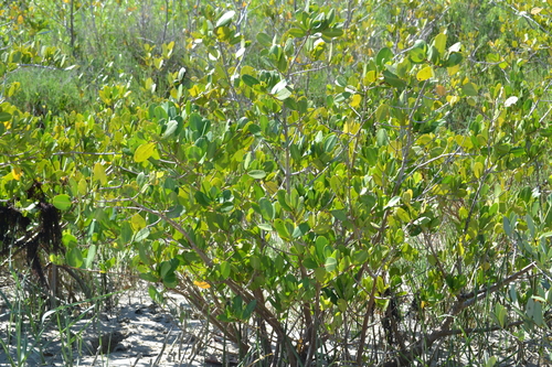 White Mangrove