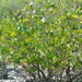 White Mangrove - Photo (c) nsbguide, some rights reserved (CC BY-NC)