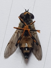 Helophilus antipodus