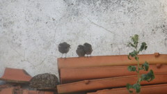 Phoenicurus ochruros