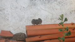 Phoenicurus ochruros