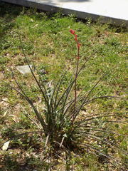 Hesperaloe parviflora