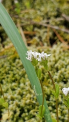 Plectritis congesta brachystemon