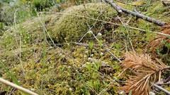 Plectritis congesta brachystemon