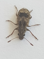 Cacephatus vates