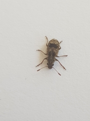 Cacephatus vates