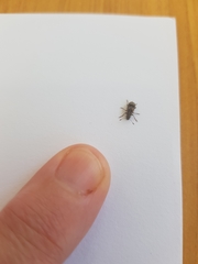Cacephatus vates