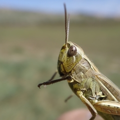 Chorthippus apicalis