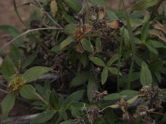 Mitracarpus megapotamicus