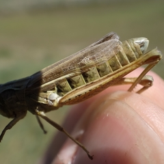 Chorthippus apicalis