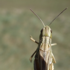 Chorthippus apicalis