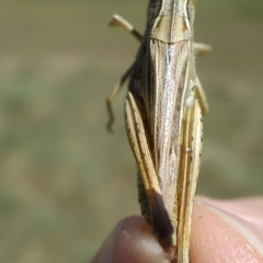 Chorthippus apicalis