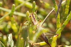 Conocephalus doryphorus