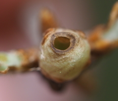 Neuroterus vesicula